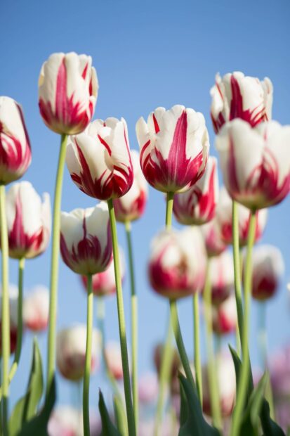 Odla blommor på landet