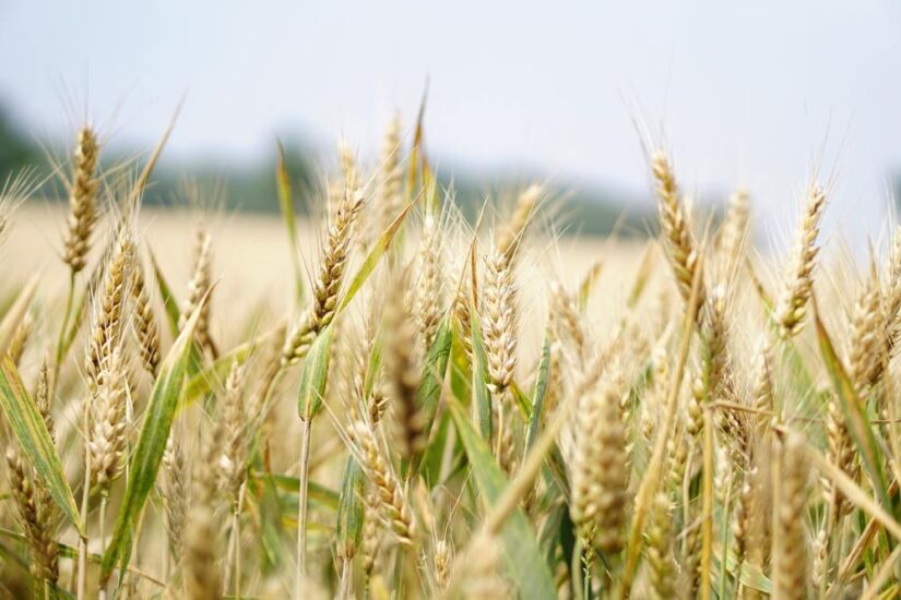 Traditionellt knäckebröd utan gluten